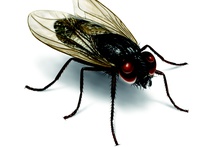 Flies Treatment Service Philadelphia